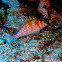 Dwarf hawkfish