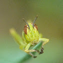 Snakeweed grasshopper (nymph)