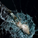 Feather legged spider