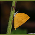 Andaman Yamfly