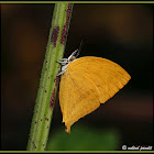 Andaman Yamfly