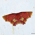 Geometridae