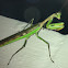 Praying Mantis