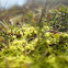 Star Moss