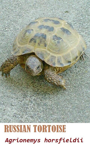 【免費生活App】Russian Tortoise Lover-APP點子