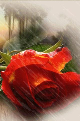 Red Rose Under Rain Live Wallp