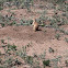 Prairie Dog