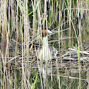 Great Crested Grebe