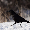 American Crow