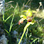 Ophrys
