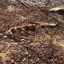 Red fox