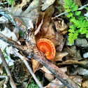 Hexagonal-pored polypore
