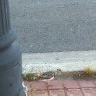 Turnstone