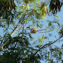 Village Weaver
