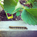 Eastern tent caterpillar