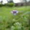 Unknown spotting