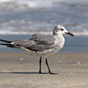 Laughing Gull