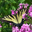 Eastern Tiger Swallowtail Butterfly (female)