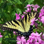 Eastern Tiger Swallowtail Butterfly (female)