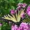Eastern Tiger Swallowtail Butterfly (female)