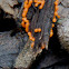 Egg-shell Slime Mould