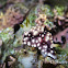 Geometric Chromodoris