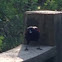 Red-winged Blackbird