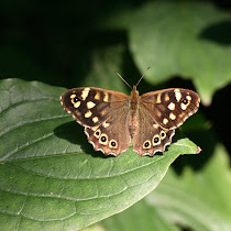 Butterflies and Moths in the Netherlands
