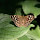 Butterflies and Moths in the Netherlands