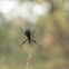 Banded Argiope
