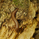 Florida Ivory Millipede