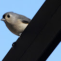 Tufted Titmouse