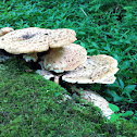Dryad's Saddle