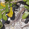 Six-Lined Racerunner
