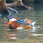 Mandarin Duck