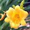 Daylily 'Stella d'Oro'