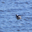 Bufflehead