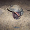 Caracol (Snail)