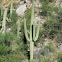 Saguaro cactus