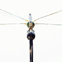 Blue dasher