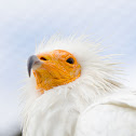Egyptian Vulture