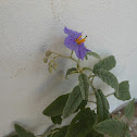 silverleaf nightshade