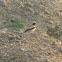 Desert Wheatear