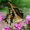 Giant Swallowtail