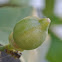 Variegated Meyer Lemon