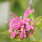 Bee balm