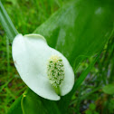 Calla