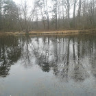 Geese