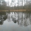 Geese