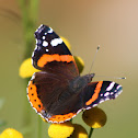 Red Admiral